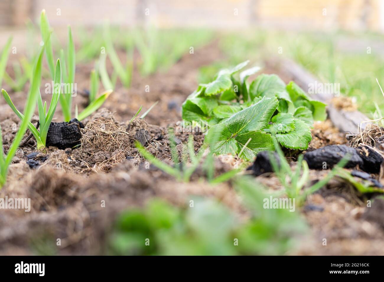 Strawberry seedlings grow in the home garden Stock Photo - Alamy
