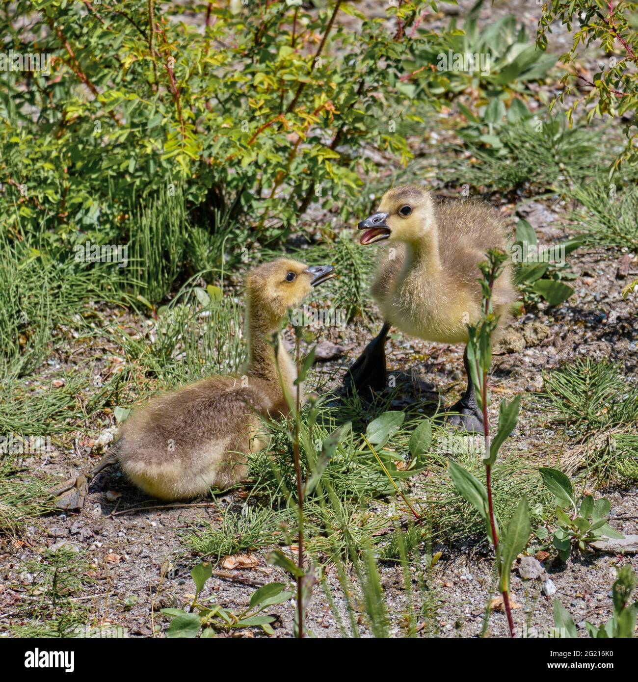 Two young, fluffy, goslings appear to be interacting... one appears to be giving an opinion Stock Photo