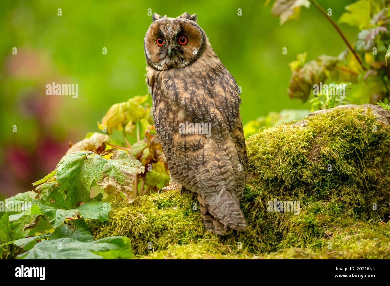 Long eared owl, juvenile.  Scientific name: Asio otus.  Close-up of a young, long eared owl with bright orange eyes, perched on a mossy green log in n Stock Photo