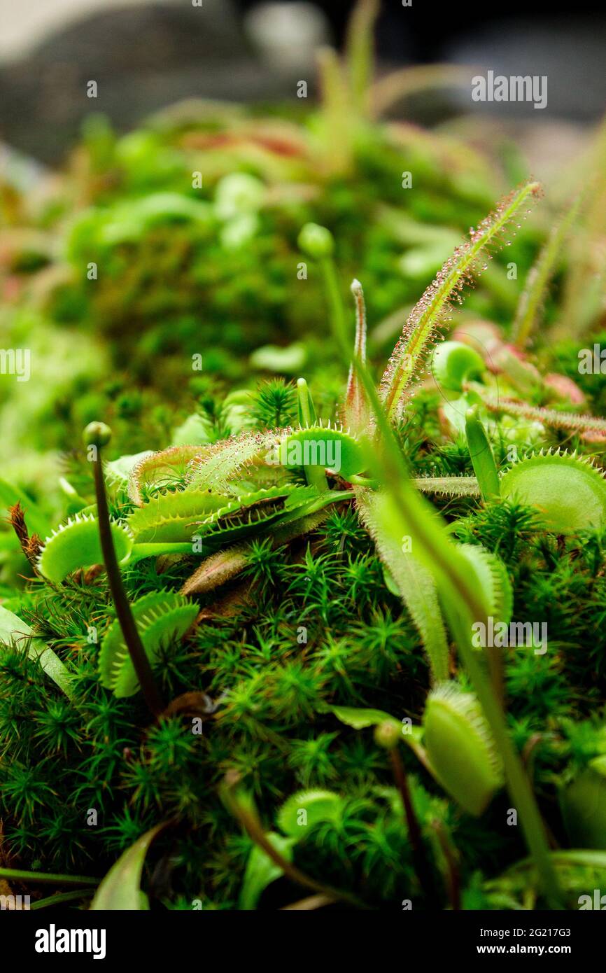 Venus fly traps hires stock photography and images Alamy
