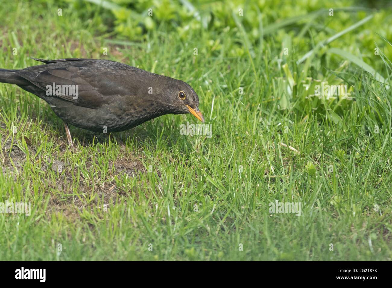A young blackbird UK (Turdus merula) on a lawn waiting for a parent to arrive with food. Stock Photo