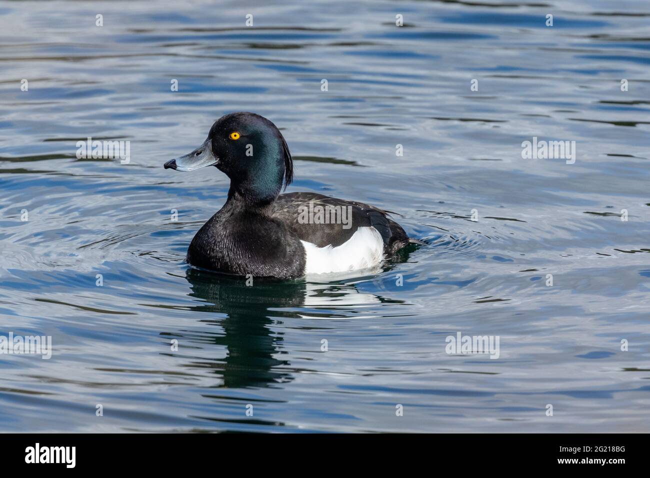 A single male tufted duck on a lake in Baildon, Yorkshire. Stock Photo