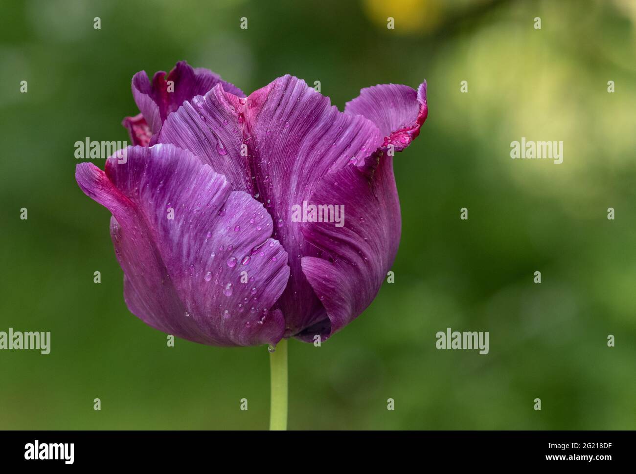 Tulip flower after rain hi-res stock photography and images - Alamy