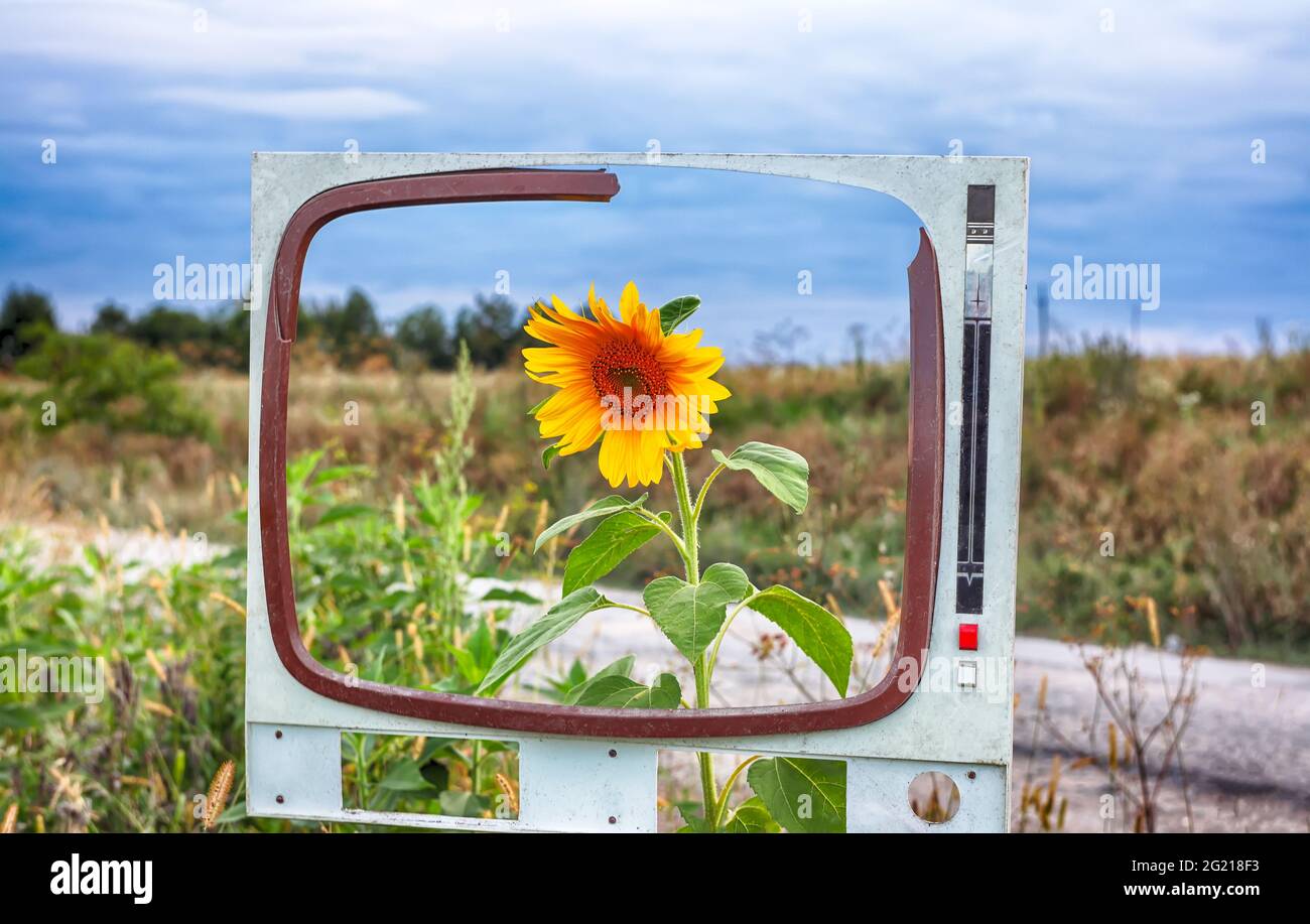 Single sunflower in a field framed. TV box frame. Abstract background Stock Photo