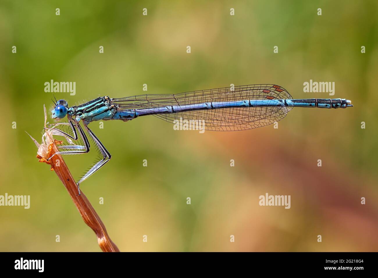 Dragonfly on a plant hi-res stock photography and images - Alamy