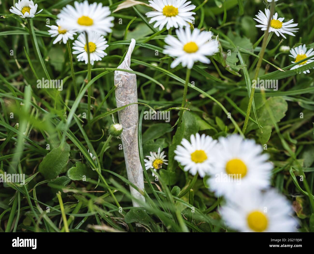Marijuana joint between common daises Stock Photo Alamy