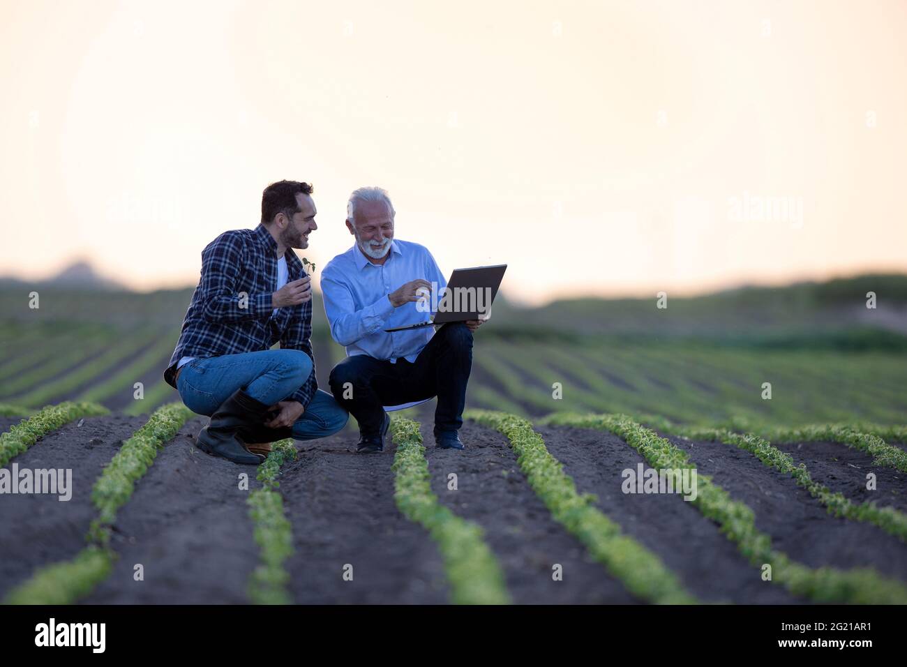Farmer and businessman crouching in field showing soy seedling. Two men ...