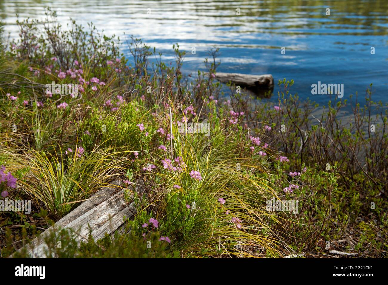 Alpine Laurel (Kalmia Microphylla), on a lakeshore at the summit of the Oregon Cascades. Stock Photo