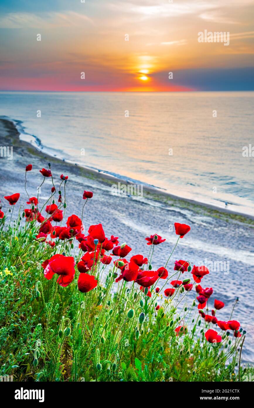 Vama Veche, Black Sea - Romania. Beautiful field of red poppies in the sunrise. Stock Photo