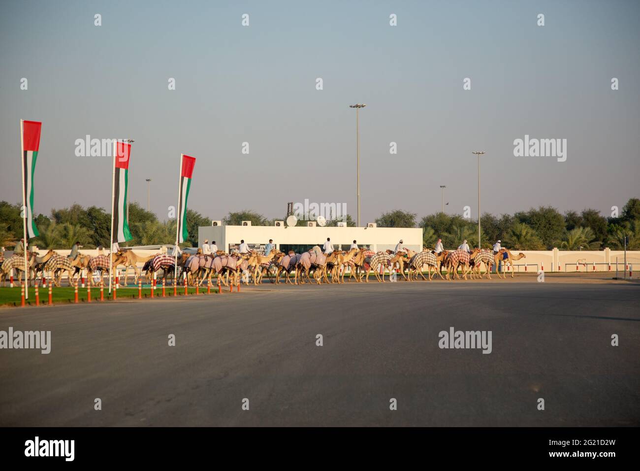 Camels crossing the road at AL Marmoom Camel Race track, Dubai, UAE. Stock Photo