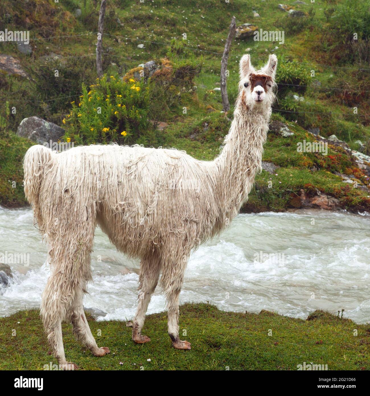 llama or lama, one animal portrait, Andes mountains, Peru Stock Photo