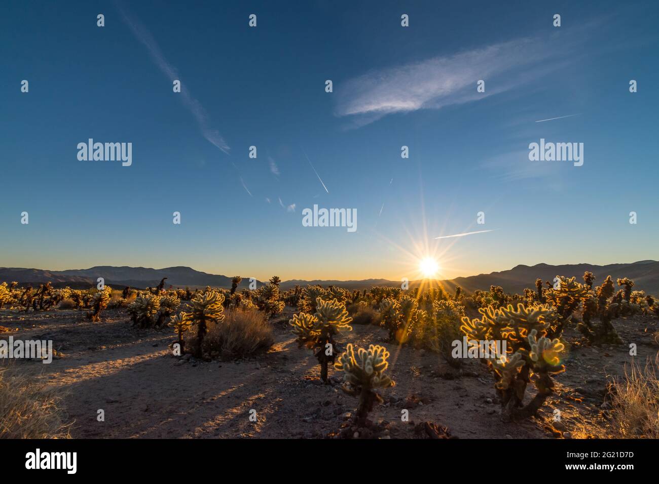 Sunrise at the Cholla Cactus Garden in Joshua Tree National Park, California, USA Stock Photo