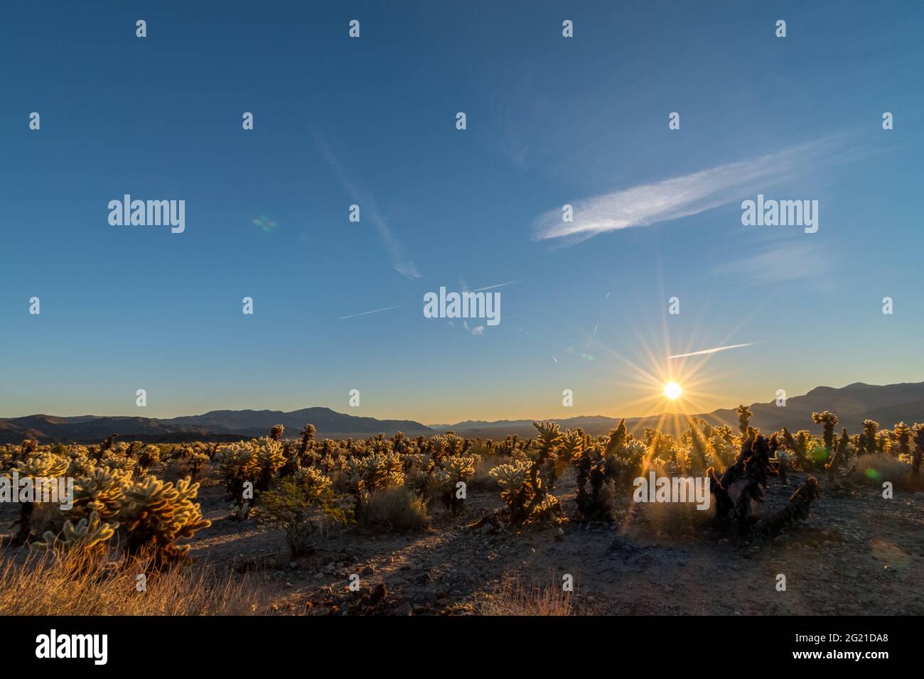 Sunrise at the Cholla Cactus Garden in Joshua Tree National Park, California, USA Stock Photo