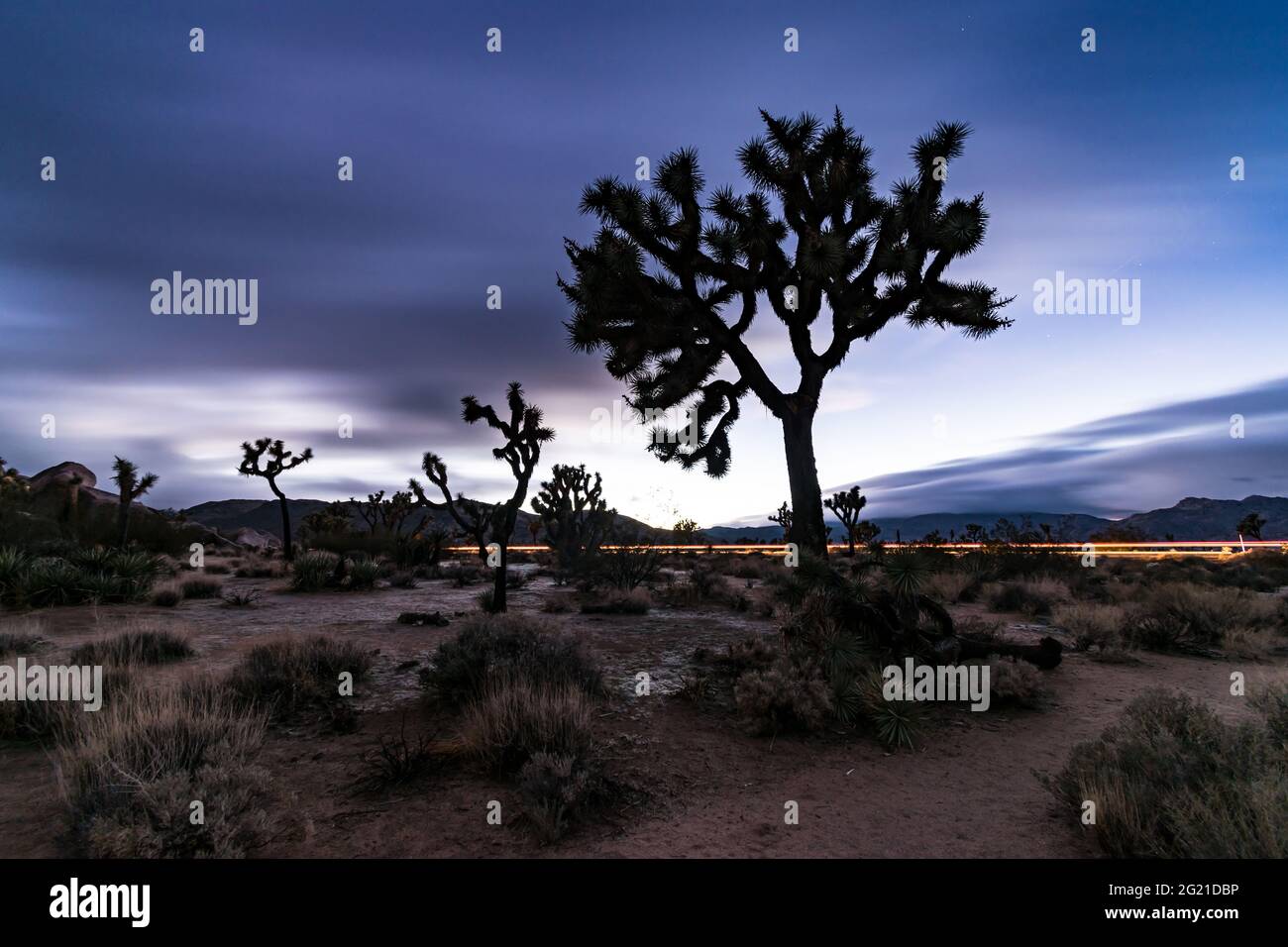 Joshua trees in Joshua Tree National Park, California, USA Stock Photo