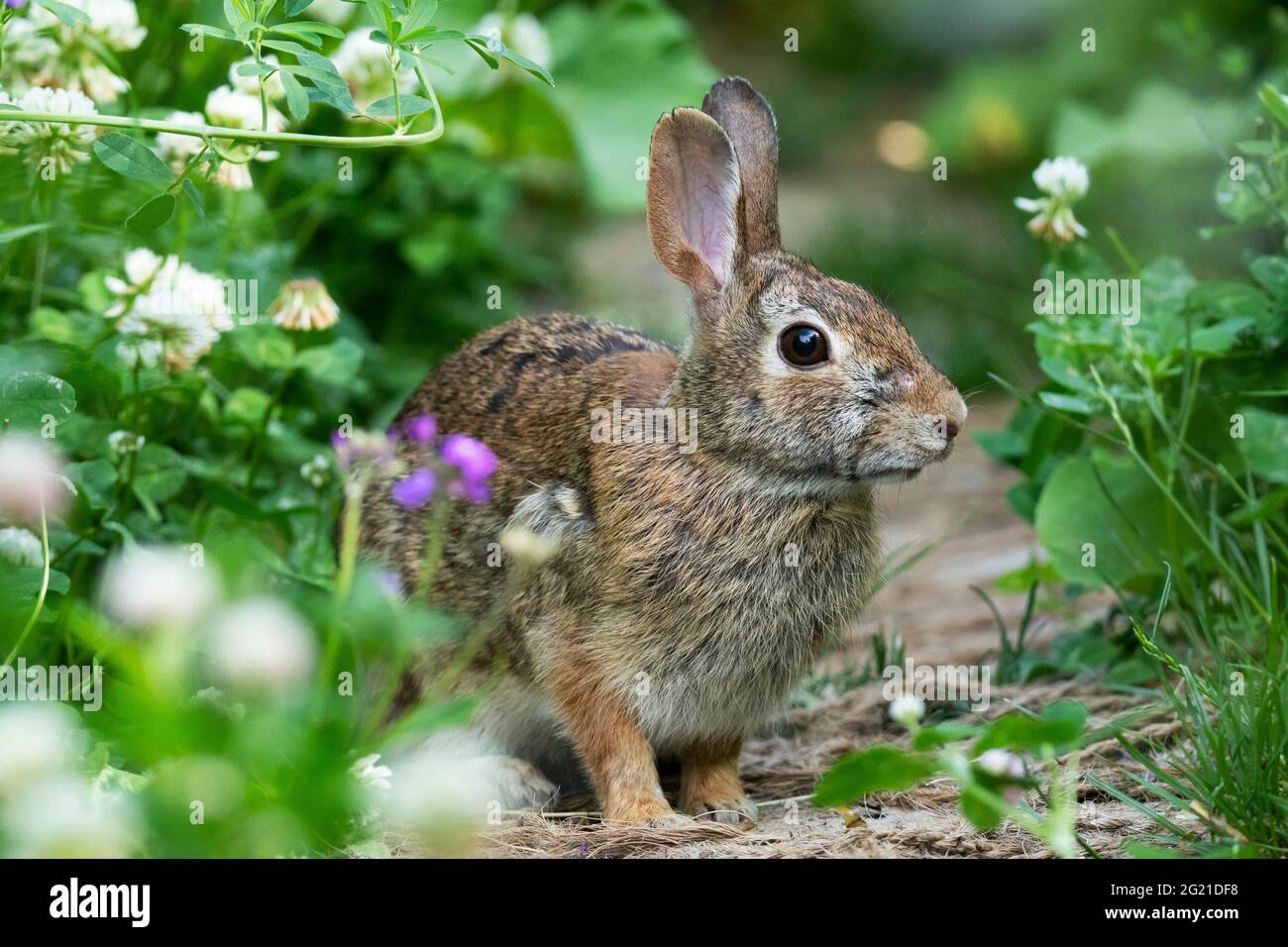 Rabbit molting hires stock photography and images Alamy