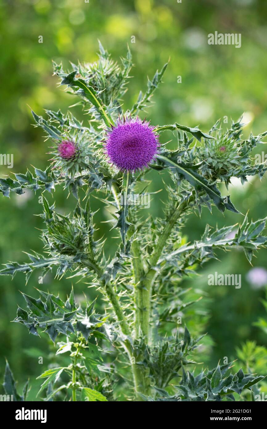 Milk Thistle Plant, Silybum, Silymarin Stock Photo