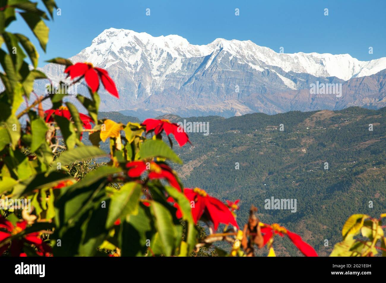 mount Annapurna with red flowers, Annapurna Himal, Nepal Himalayas mountains Stock Photo