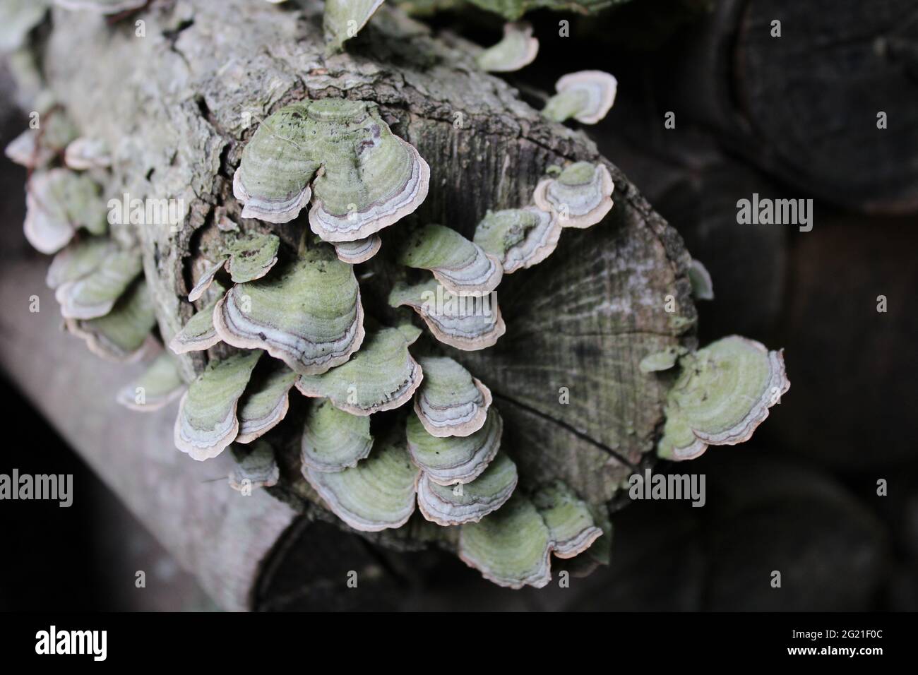 Light Green Shelf Mushrooms Growing on an Old Log Stock Photo