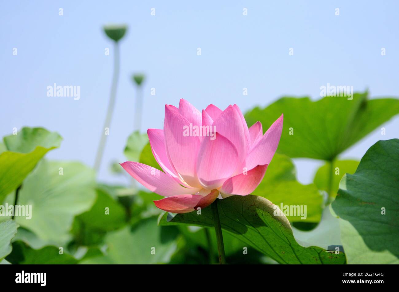 Pink lotus water lily Nymphaea nelumbo and green leaves Stock Photo - Alamy