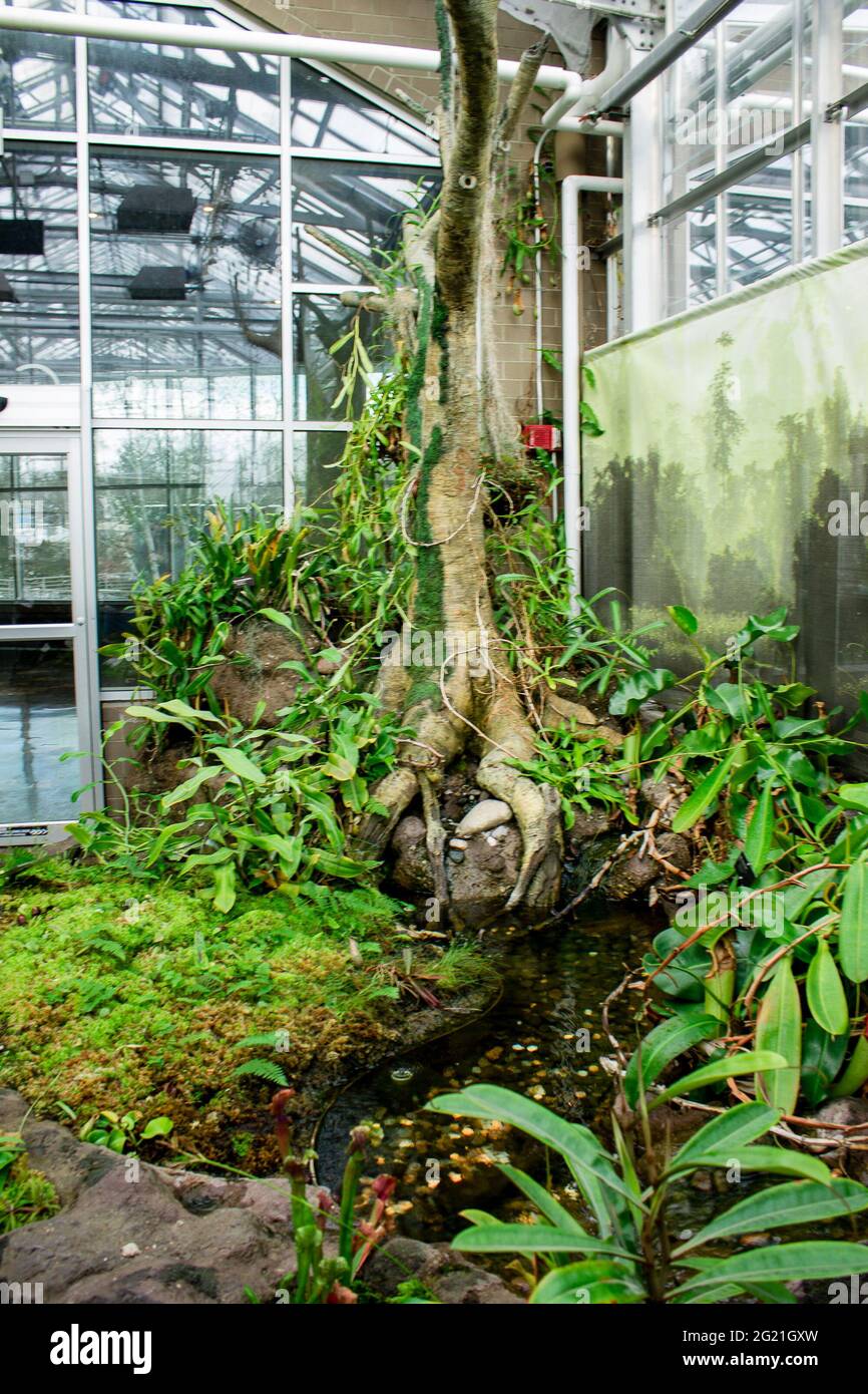 Sticky Fly Trap Hanging In A Greenhouse Stock Photo - Download