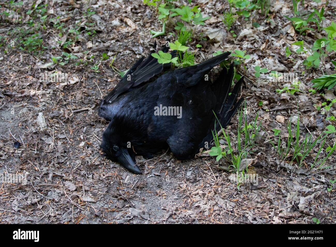 A dead common raven, Corvus corax, lying on the forest floor in the Adirondack Mountains, NY USA Stock Photo