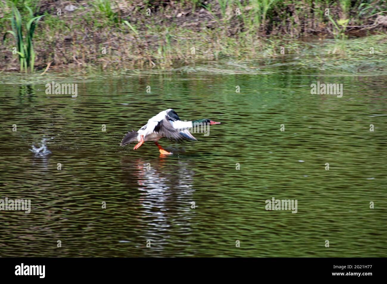A female common merganser duck, Mergus merganser, running on the water taking flight on a river in the Adirondack Mountains, NY USA Stock Photo