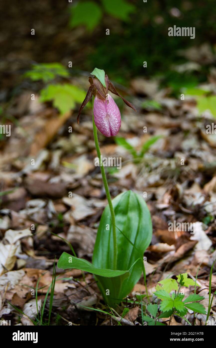 A pink lady slipper flower, Cypripedium, growing on the forest floor in the Adirondack Mountains, NY, wilderness in spring. Stock Photo