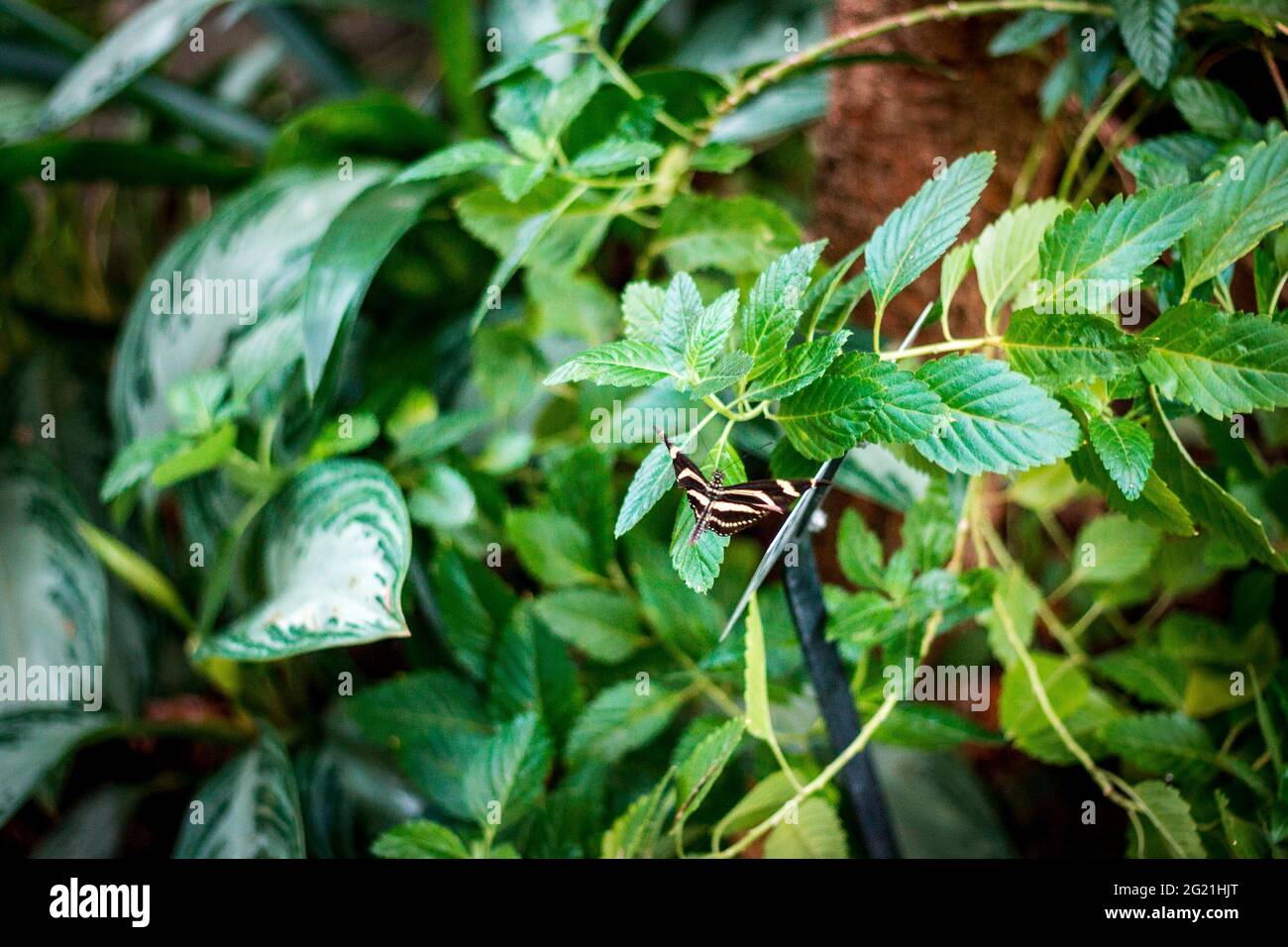 Butterfly perched on a plant at the Frederik Meijer Gardens in Grand