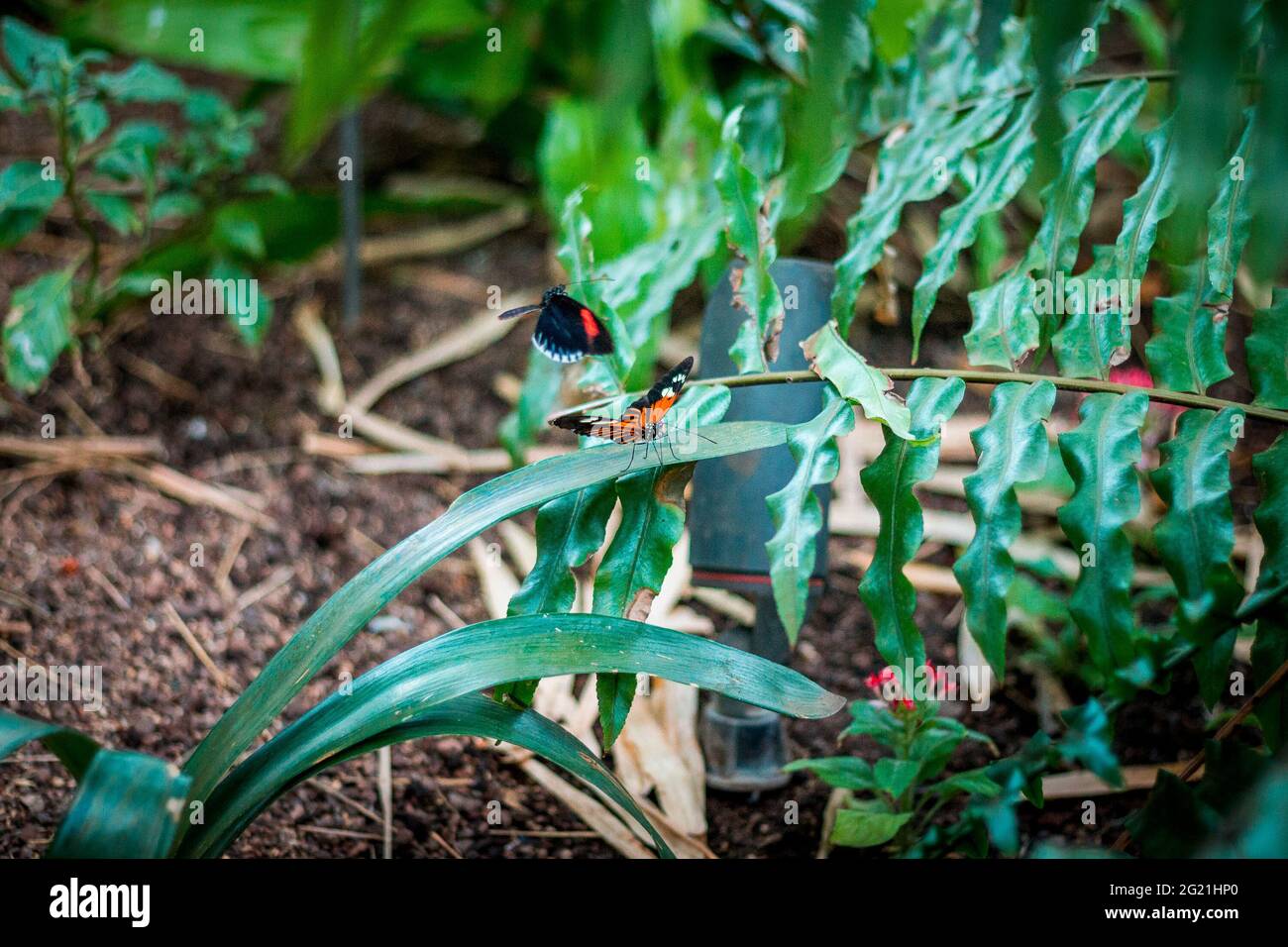 Group of butterflies in the bushes at the tropical greenhouse Stock