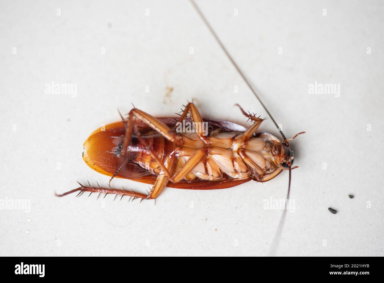 Cockroach on white background, insect cockroaches dead on floor in home ...