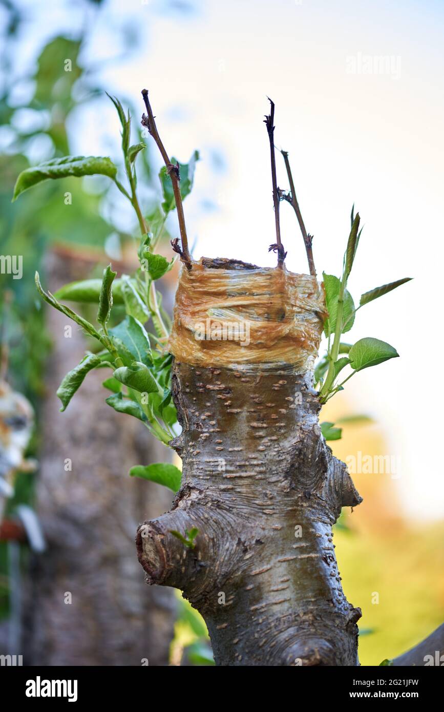 a few branches of an apple tree grafted Stock Photo Alamy
