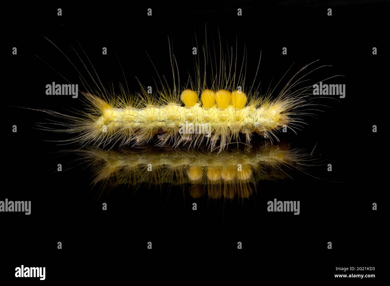 Definite tussock moth caterpillar or definitemarked tussock moth