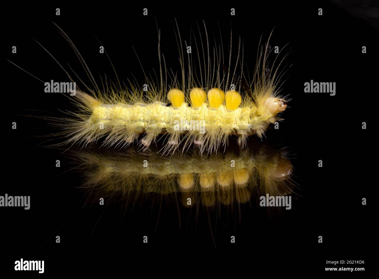 Definite tussock moth caterpillar or definite-marked tussock moth caterpillar (Orgyia definita) - Penrose, North Carolina, USA [Controlled Specimen] Stock Photo