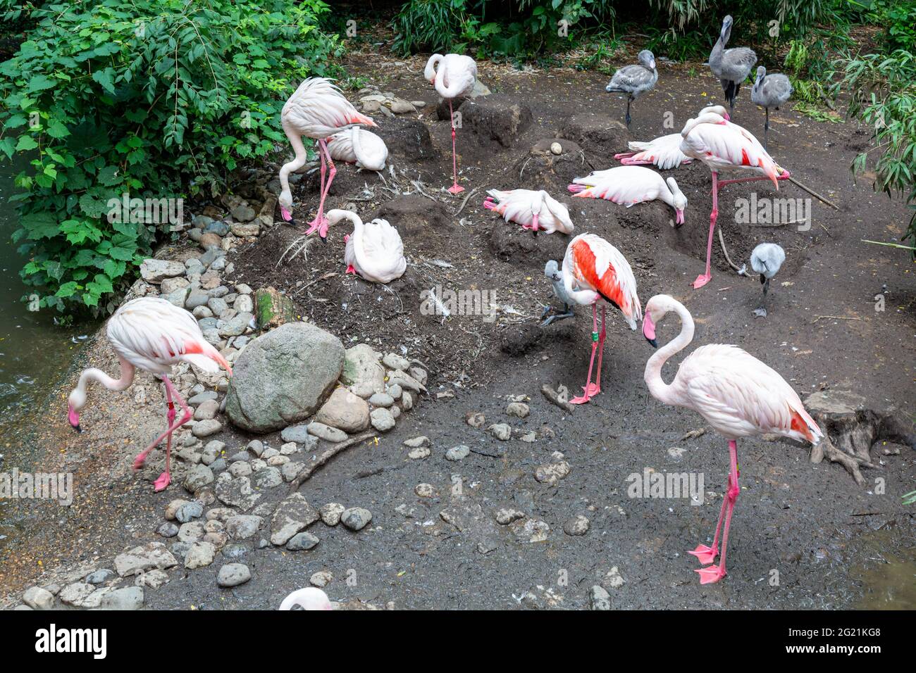 Flamingos of all ages, including an egg, at the Cincinnati Zoo Stock Photo