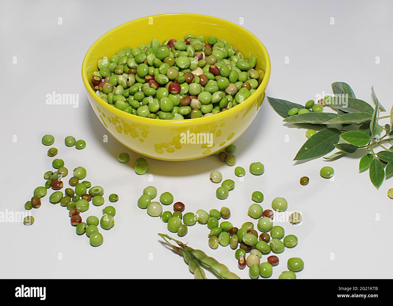 Jamaica Gungo peas Stock Photo Alamy
