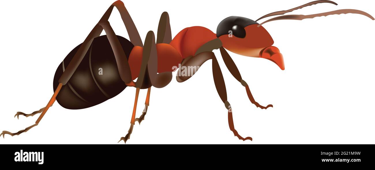 Illustration of a red ant isolated on a white background Stock Photo - Alamy Illustration of a red ant isolated on a white background Stock Photo - Alamy