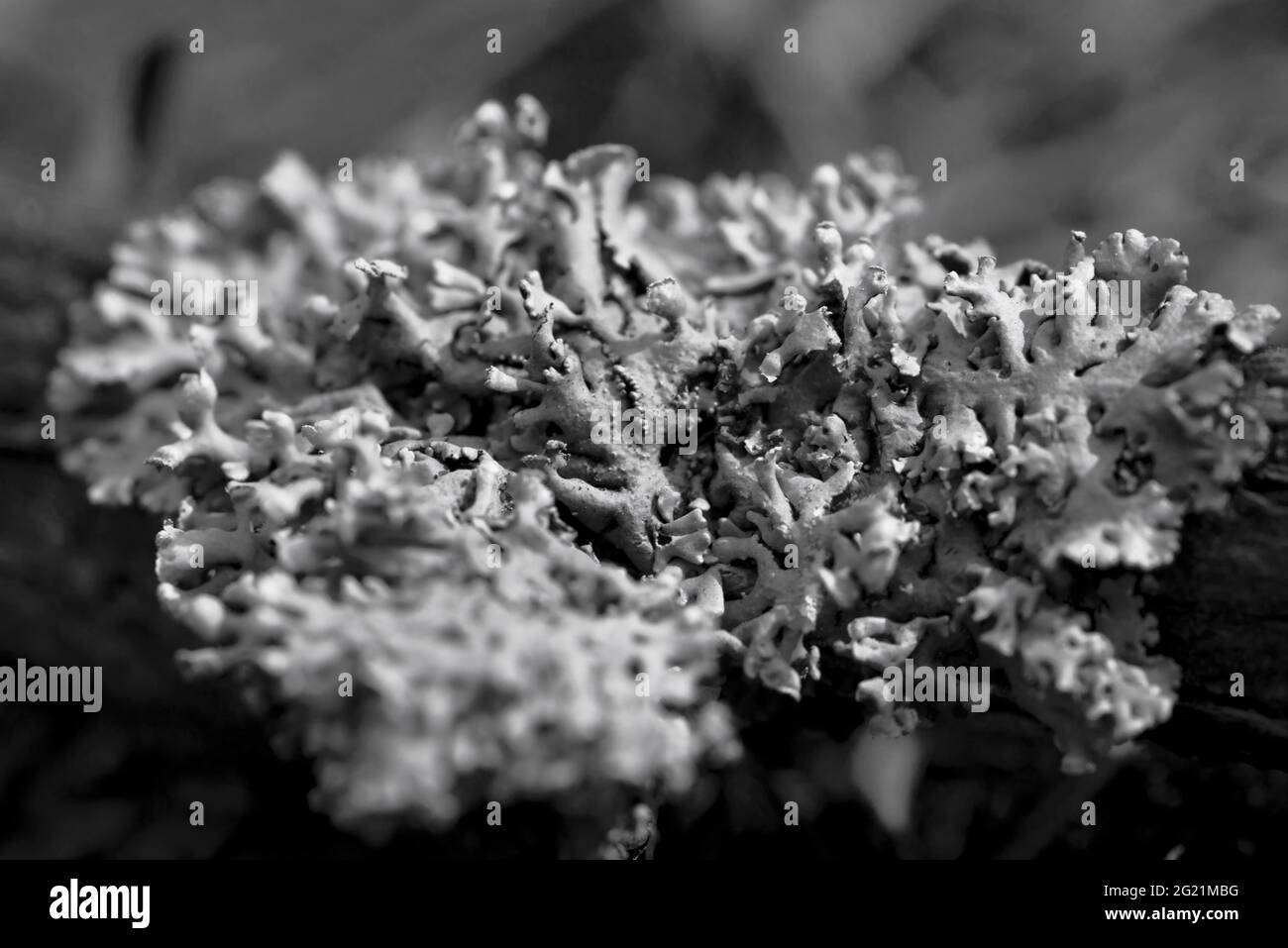 Lichen Hypogymnia physodes on a tree branch. Black and white photo. Stock Photo