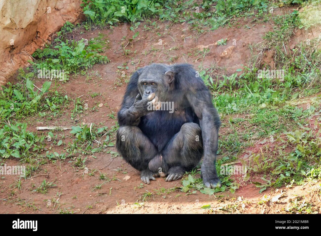 Closeup of a chimpanzee eating food in a zoo in the daylight Stock Photo