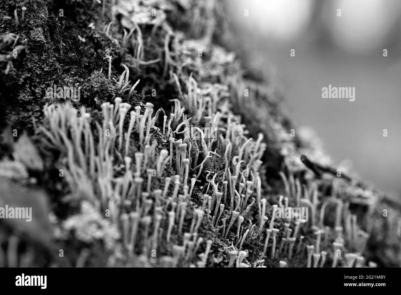 Lichen cladonia coniocraea and moss on tree bark in autumn forest. Black and white photo. Stock Photo