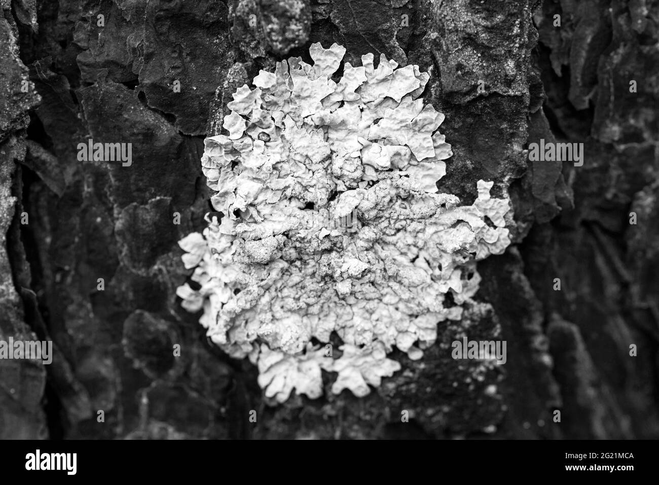 Close-up of lichen Flavoparmelia caperata on pine bark Stock Photo