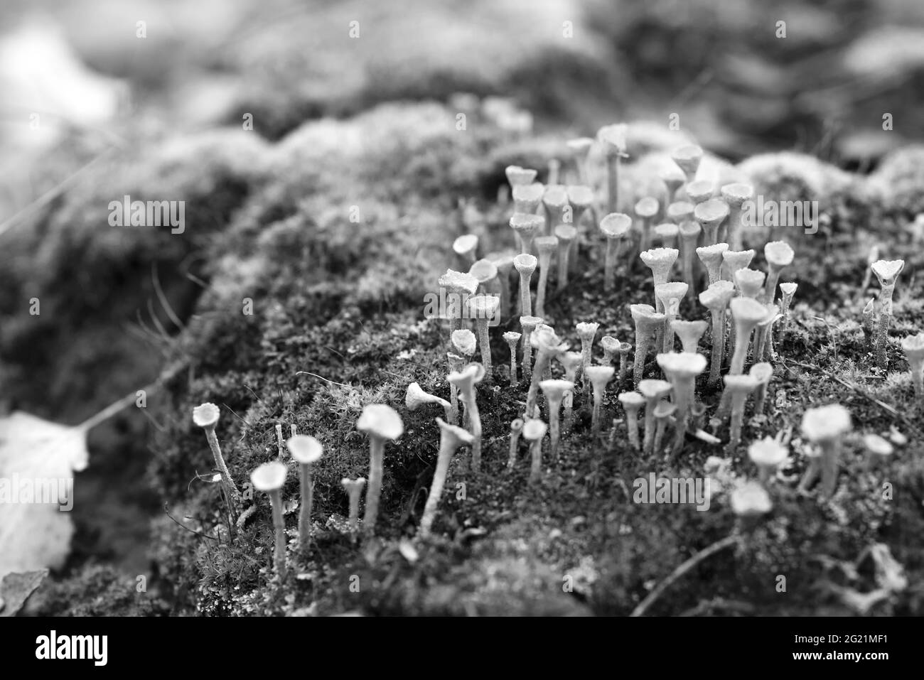 Lichen cladonia pyxidata and moss in autumn forest. Black and white photo. Stock Photo
