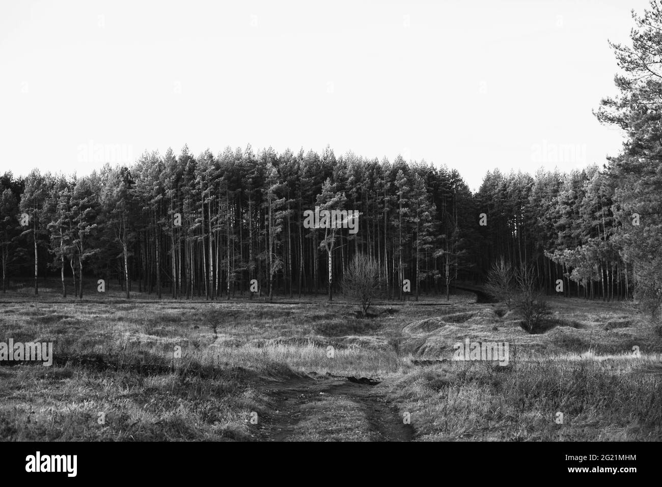 Black white photo foggy forest hi-res stock photography and images - Alamy