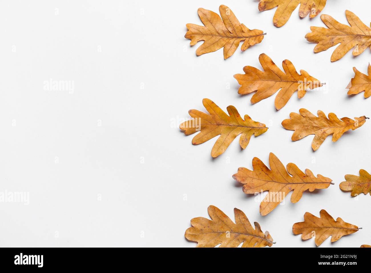 Dry oak leaves on white background Stock Photo - Alamy