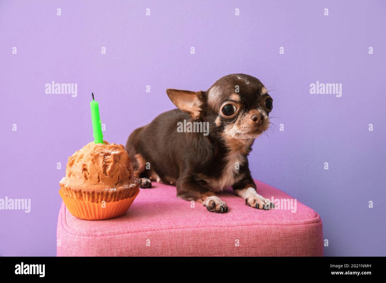 Chihuahua store birthday cake