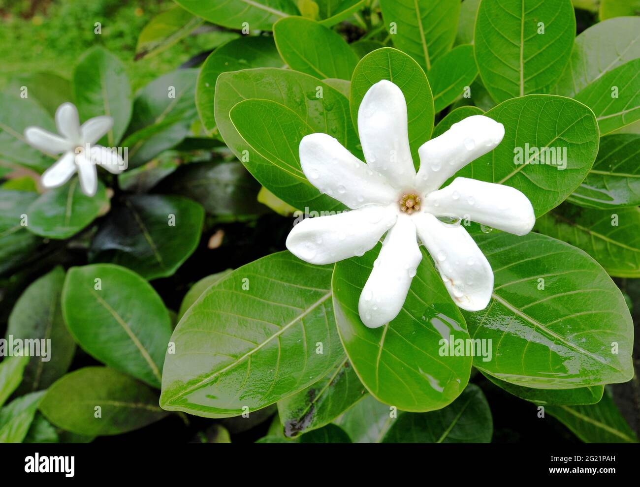 FRENCH POLYNESIA. MARQUESAS ISLANDS. THE PRODUCTION OF FLOWERS OF TIARE IS NOW A GOOD BUSINESS IN THE ISLANDS. Stock Photo