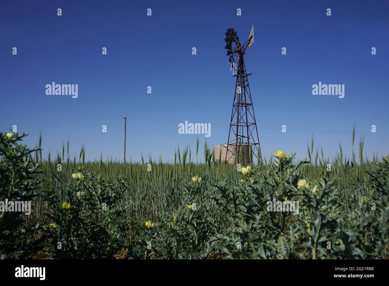 A windmil pumping water into a tank surrounded by a field of green wheat with thistles on the border in the Central Highlands, Queensland, Australia. Stock Photo