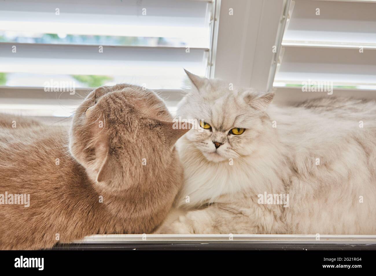 British Longhair Cats High Resolution Stock Photography and Images - Alamy