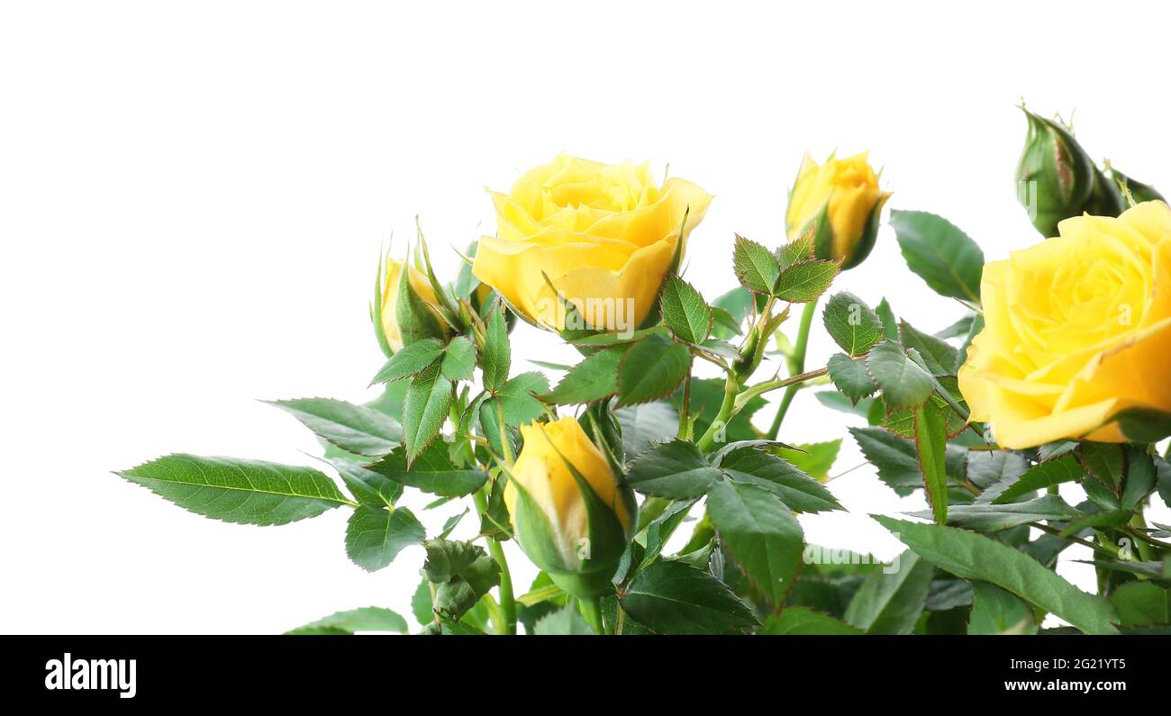 Beautiful yellow roses on white background Stock Photo Alamy