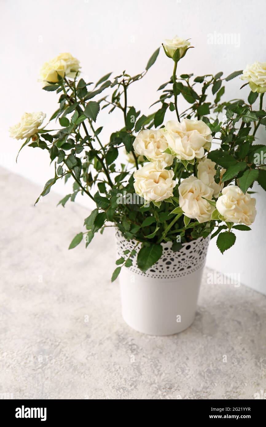 Beautiful white roses in pot on light background Stock Photo - Alamy