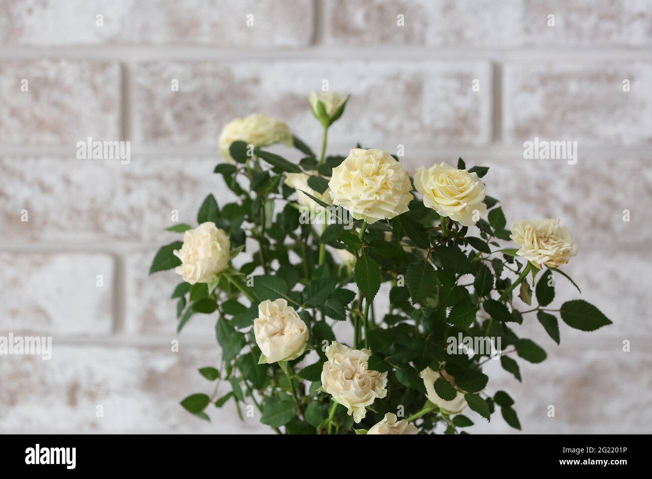 Beautiful white roses near brick wall Stock Photo - Alamy